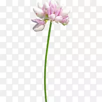 花卉设计-空若网 花卉设计-空若网