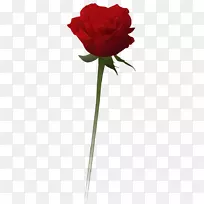 花园玫瑰剪贴画-玫瑰-空若网 花园玫瑰剪贴画-玫瑰-空若网