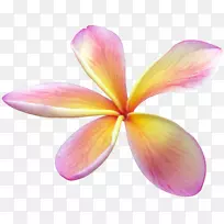 花卉贴纸-空若网 花卉贴纸-空若网