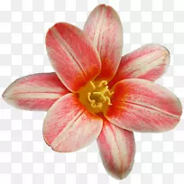 花儿-花-空若网 花儿-花-空若网