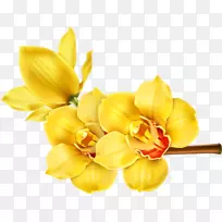 ����������Ƽ�����-��-������