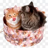 猫猫-空若网 猫猫-空若网