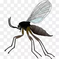 真菌、蚊虫、室内植物-昆虫-空若网 真菌、蚊虫、室内植物-昆虫-空若网