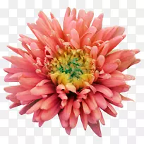 大丽花剪贴画-花-空若网 大丽花剪贴画-花-空若网