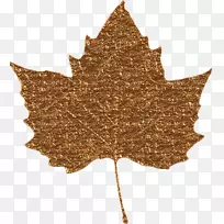 枫叶Bladnerv博客棕榈枝-叶-空若网 枫叶Bladnerv博客棕榈枝-叶-空若网