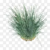 柞蚕、观赏草、香根草、早熟禾-植物-空若网 柞蚕、观赏草、香根草、早熟禾-植物-空若网