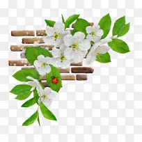 动画花男高音-动画-空若网 动画花男高音-动画-空若网