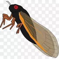 昆虫期刊蝉真虫蝉剪贴画昆虫-空若网 昆虫期刊蝉真虫蝉剪贴画昆虫-空若网