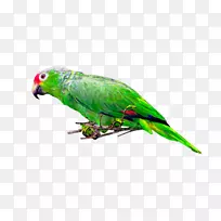 鸟鹦鹉邮戳原件/制作卡片剪贴画-鸟-空若网 鸟鹦鹉邮戳原件/制作卡片剪贴画-鸟-空若网