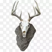 ѱ¹����β¹ͷ�ǣ�¹�ǣ�ѱ¹-������