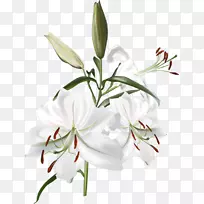 �ٺϻ�-������