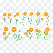 金盏菊切花-空若网 金盏菊切花-空若网