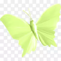 蝴蝶昆虫纸蛾-蝴蝶-空若网 蝴蝶昆虫纸蛾-蝴蝶-空若网