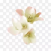 ����ֲ��-������