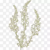 小枝植物茎-空若网 小枝植物茎-空若网