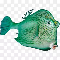 下载鱼类-空若网 下载鱼类-空若网