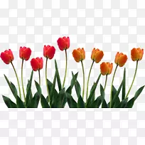 斯卡吉特谷郁金香节花标剪贴画-郁金香-空若网 斯卡吉特谷郁金香节花标剪贴画-郁金香-空若网