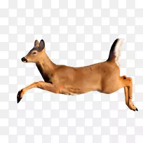 鹿类动物羚羊-空若网 鹿类动物羚羊-空若网