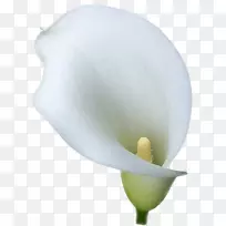 百合百合花-空若网 百合百合花-空若网