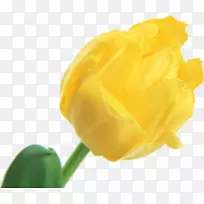 花桌面壁纸花瓣玫瑰花-空若网 花桌面壁纸花瓣玫瑰花-空若网