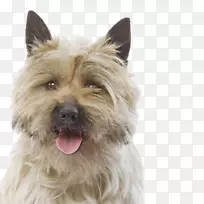 诺维奇猎犬凯恩猎犬伊玛尔猎犬的格伦澳大利亚丝毛猎犬-猫-空若网 诺维奇猎犬凯恩猎犬伊玛尔猎犬的格伦澳大利亚丝毛猎犬-猫-空若网