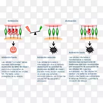 ��Ȼɱ��ϸ���ܰ�ϸ��Tϸ������ѧ-������