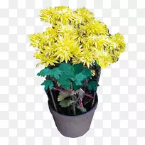 菊花盆栽盆景-菊花-空若网 菊花盆栽盆景-菊花-空若网