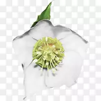 蔷薇科切花玫瑰花束-空若网 蔷薇科切花玫瑰花束-空若网