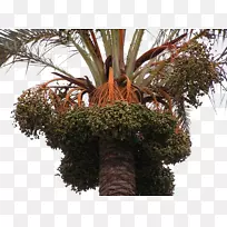 Ôæ£¬×ØéµÓÍ-רéµÊ÷µÄ¹ûʵ-¿ÕÈôÍø Ôæ£¬×ØéµÓÍ-רéµÊ÷µÄ¹ûʵ-¿ÕÈôÍø