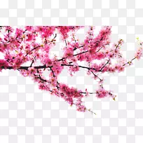 桃树下载-桃树枝-空若网 桃树下载-桃树枝-空若网