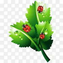 七星瓢虫-其它昆虫-空若网 七星瓢虫-其它昆虫-空若网