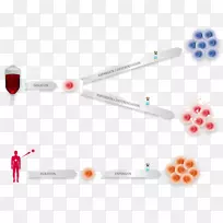 调节性T细胞嵌合抗原受体细胞因子-空若网 调节性T细胞嵌合抗原受体细胞因子-空若网