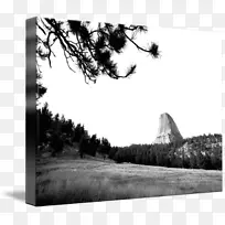 摄影白色分支-空若网 摄影白色分支-空若网