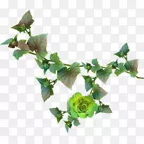 ��򲩿ͼ�����-������