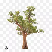 野生杏树图片-杏仁-空若网 野生杏树图片-杏仁-空若网