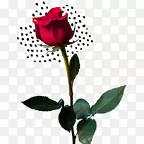 花园玫瑰、蜈蚣玫瑰、餐厅剪花、花瓣-玫瑰海-空若网 花园玫瑰、蜈蚣玫瑰、餐厅剪花、花瓣-玫瑰海-空若网