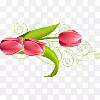 花下载-美丽的郁金香花-空若网 花下载-美丽的郁金香花-空若网