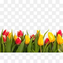 纸郁金香花-空若网 纸郁金香花-空若网