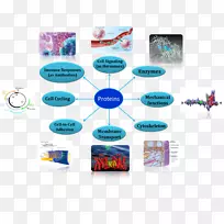蛋白质细胞膜生物氨基酸-空若网 蛋白质细胞膜生物氨基酸-空若网