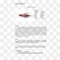 蟋蟀昆虫生物学分类昆虫-空若网 蟋蟀昆虫生物学分类昆虫-空若网