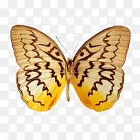 帝王蝶蛾动画-蝴蝶-空若网 帝王蝶蛾动画-蝴蝶-空若网