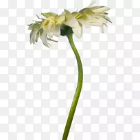 ��������л�ֲ�ﾥ���껨-������