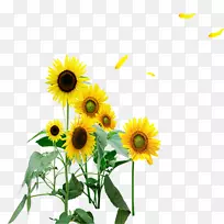 ��ͨ���տ�-������