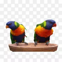 澳洲真金刚鹦鹉-鸟-空若网 澳洲真金刚鹦鹉-鸟-空若网