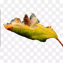 叶虫-空若网 叶虫-空若网