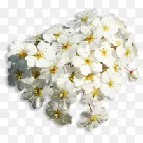 花博客画-花美丽的新娘-空若网 花博客画-花美丽的新娘-空若网