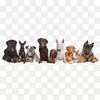 卡塔库拉幼犬澳大利亚牛犬迦南狗威斯敏斯特狗舍俱乐部狗展-小狗-空若网 卡塔库拉幼犬澳大利亚牛犬迦南狗威斯敏斯特狗舍俱乐部狗展-小狗-空若网