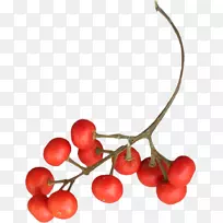 山楂(Crataegus Pinnatifida)-空若网 山楂(Crataegus Pinnatifida)-空若网