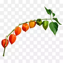 秘鲁樱桃花椒剪贴画-空若网 秘鲁樱桃花椒剪贴画-空若网