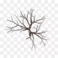 ֦����֦-������